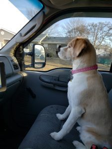 Lagertha in the passenger seat. - road tripping with a pet