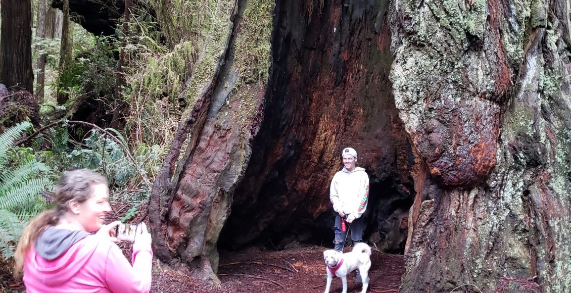 Giant Redwood - Redwood National Forrest