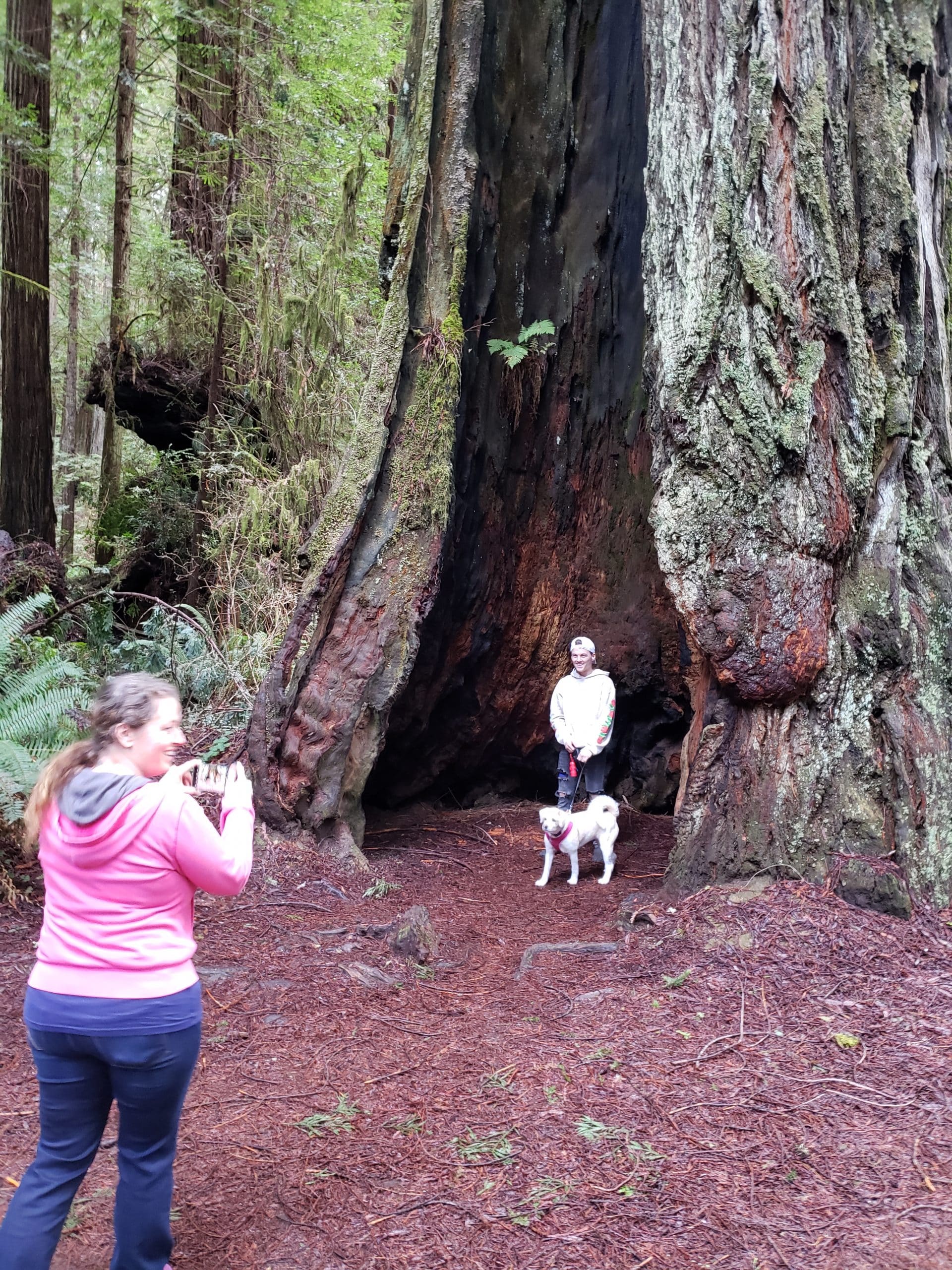 Giant Redwood - Redwood National Forrest