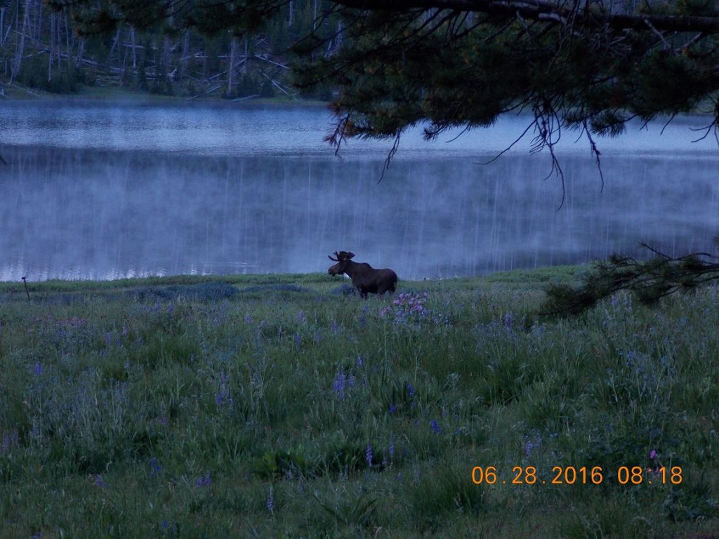 Yellowstone moose