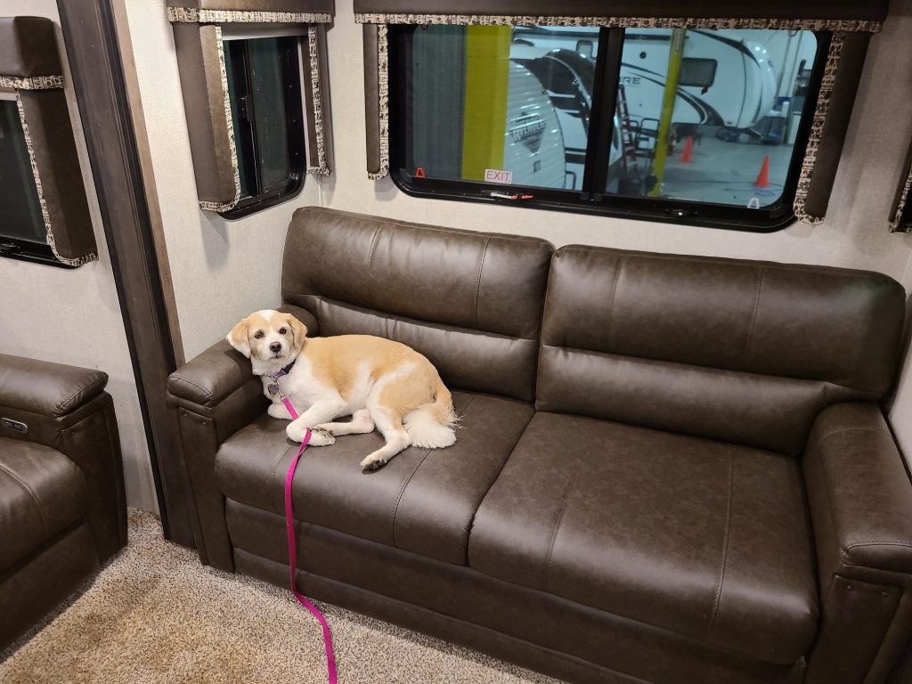 RV Dog